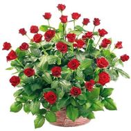 Букет роз - АЛЬТ