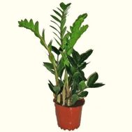 Замиокулькас(долларовое дерево)