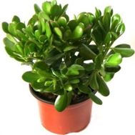 Крассула (Денежное дерево)