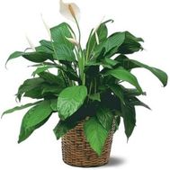 Спатифиллум (Женское счастье)
