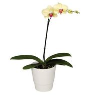 Орхидея желтая