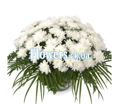 Кошик білих хризантем