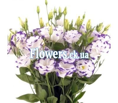 Букет цветов из бело-фиолетовой эустомы