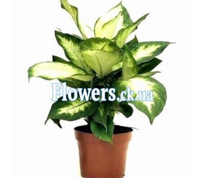 Диффенбахия