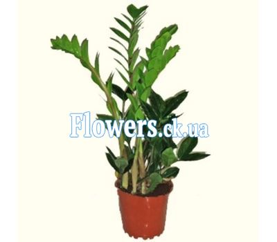 Замиокулькас(долларовое дерево)