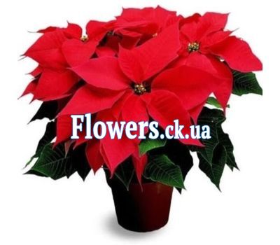 Пуансетия (Рождественская звезда)