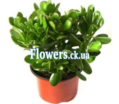 Крассула (Денежное дерево)