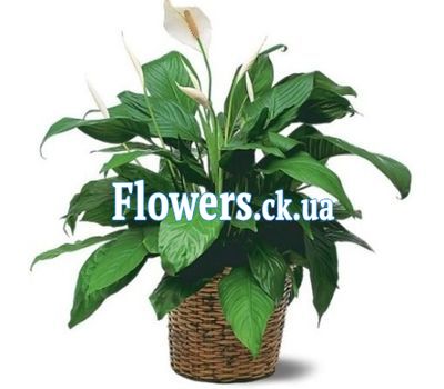 Спатифиллум (Женское счастье)