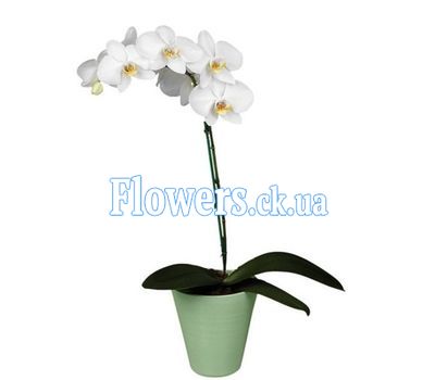 Букет роз - АЛЬТ