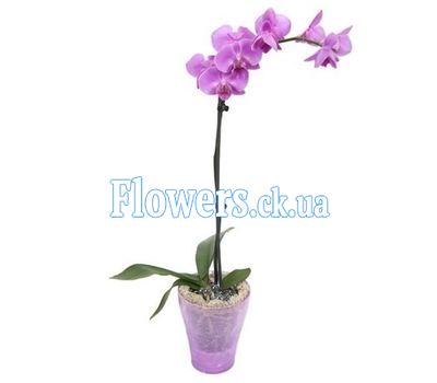 Орхидея розовая