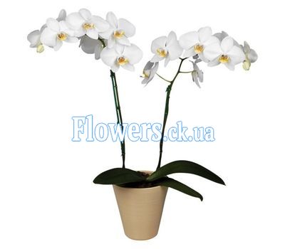 Орхидея фаленопсис белая