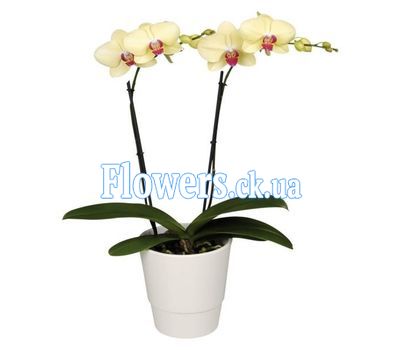 Букет роз - АЛЬТ